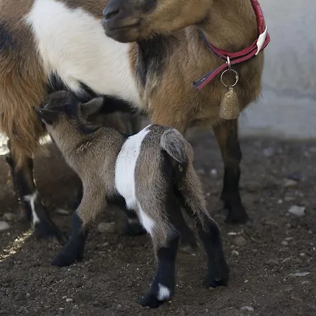 Летний дом Mas Taniet Rural Benissanet