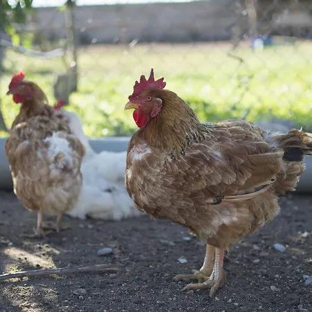 Летний дом Mas Taniet Rural Benissanet